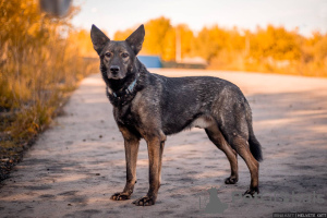 Foto №2 zu Ankündigung № 78107 zu verkaufen mischlingshund - einkaufen Russische Föderation aus dem tierheim