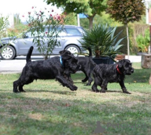Foto №4. Ich werde verkaufen schnauzer in der Stadt Kruševac.  - preis - verhandelt