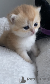 Foto №4. Ich werde verkaufen britisch kurzhaar in der Stadt Prag. vom kindergarten, züchter - preis - 800€