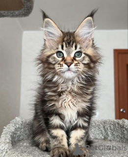 Foto №2 zu Ankündigung № 116192 zu verkaufen maine-coon-katze - einkaufen Schweiz vom kindergarten