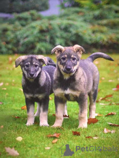 Foto №4. Ich werde verkaufen mischlingshund in der Stadt Moskova. quotient 	ankündigung - preis - Frei