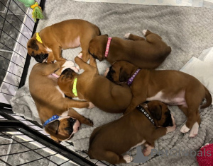 Foto №1. mischlingshund - zum Verkauf in der Stadt Vienna | 250€ | Ankündigung № 137195