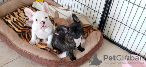 Foto №2 zu Ankündigung № 117889 zu verkaufen französische bulldogge - einkaufen Deutschland quotient 	ankündigung