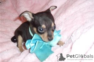 Zusätzliche Fotos: Entzückende Chihuahua-Welpen zur kostenlosen Adoption