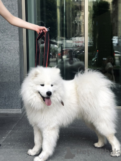 Foto №2 zu Ankündigung № 143130 zu verkaufen samojede (hunderasse) - einkaufen Georgien quotient 	ankündigung