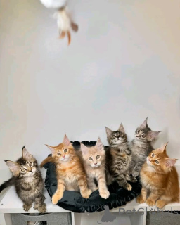 Foto №1. maine-coon-katze - zum Verkauf in der Stadt Helsinki | 1000€ | Ankündigung № 161543