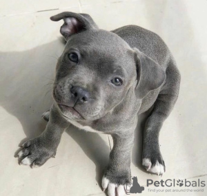 Foto №2 zu Ankündigung № 116615 zu verkaufen american pit bull terrier - einkaufen Deutschland quotient 	ankündigung