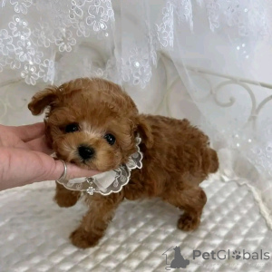 Foto №2 zu Ankündigung № 138640 zu verkaufen  - einkaufen USA züchter