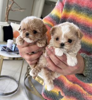 Foto №2 zu Ankündigung № 138678 zu verkaufen pudel (toy) - einkaufen Australien quotient 	ankündigung