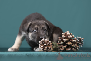 Foto №3. Weiblicher osteuropäischer Schäferhundwelpe. Lettland