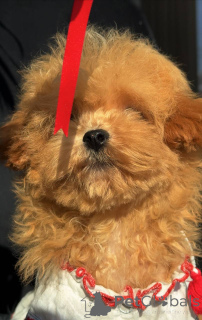 Foto №4. Ich werde verkaufen malteser in der Stadt Berlin. züchter - preis - 800€