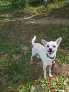 Zusätzliche Fotos: Ruhiger und sehr schöner Hund, 1 Jahr alt