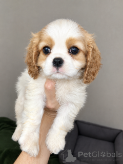 Foto №1. amerikanischer cocker spaniel, english cocker spaniel, english springer spaniel, welsh springer spaniel, irish water spaniel, perro de agua español, mastín español, cavalier king charles spaniel, cavalier king charles spaniel, clumber spaniel, russian spaniel, tibet-spaniel - zum Verkauf in der Stadt Riga | 1000€ | Ankündigung № 177701