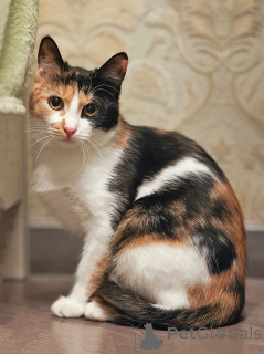 Foto №1.  - zum Verkauf in der Stadt Moskova | Frei | Ankündigung № 159020