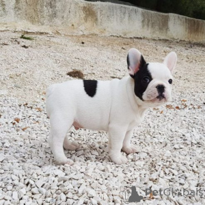 Foto №1. französische bulldogge - zum Verkauf in der Stadt Aurich | verhandelt | Ankündigung № 169601