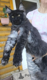 Foto №2 zu Ankündigung № 125769 zu verkaufen maine-coon-katze - einkaufen Finnland züchter