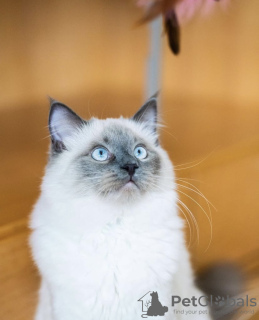 Foto №4. Ich werde verkaufen ragdoll-katze in der Stadt Гамбург. quotient 	ankündigung - preis - 350€