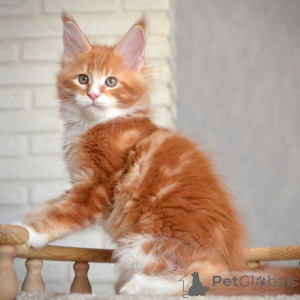 Foto №1. maine-coon-katze - zum Verkauf in der Stadt Athen | 250€ | Ankündigung № 156194