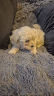 Foto №1. bichon frisé - zum Verkauf in der Stadt ZasenHaim | 580€ | Ankündigung № 175107