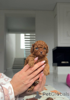 Foto №1. pudel (toy) - zum Verkauf in der Stadt Florida | verhandelt | Ankündigung № 159003