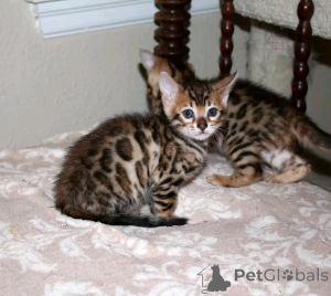 Foto №1. bengal katzenrasse - zum Verkauf in der Stadt Tallinn | 550€ | Ankündigung № 161350
