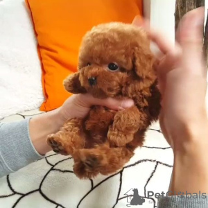 Foto №2 zu Ankündigung № 11065 zu verkaufen pudel (zwerg) - einkaufen Malaysia züchter