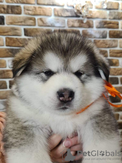 Foto №2 zu Ankündigung № 33351 zu verkaufen alaskan malamute - einkaufen Weißrussland vom kindergarten, züchter