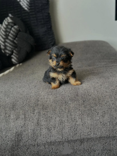 Foto №1. yorkshire terrier - zum Verkauf in der Stadt Chania | 250€ | Ankündigung № 175582