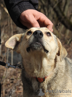 Foto №2 zu Ankündigung № 41162 zu verkaufen mischlingshund - einkaufen Russische Föderation quotient 	ankündigung