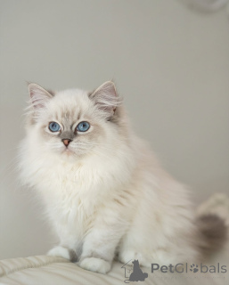 Foto №2 zu Ankündigung № 164177 zu verkaufen ragdoll-katze - einkaufen Finnland aus dem tierheim