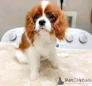 Foto №1. cavalier king charles spaniel - zum Verkauf in der Stadt Helsinki | 400€ | Ankündigung № 113000