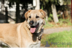 Foto №1. mischlingshund - zum Verkauf in der Stadt Moskwa | Frei | Ankündigung № 138782