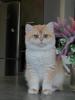 Foto №3. Chinchilla-Kätzchen Die glamourösesten Katzen, die Sie mit nach Hause nehmen. Deutschland