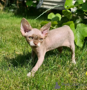 Foto №2 zu Ankündigung № 118430 zu verkaufen devon rex - einkaufen Finnland quotient 	ankündigung, züchter