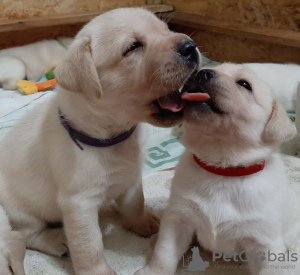 Foto №1. labrador retriever - zum Verkauf in der Stadt Hirvensalmi | 300€ | Ankündigung № 72015