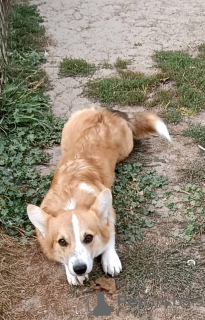 Foto №1. welsh corgi - zum Verkauf in der Stadt Belgrad | 400€ | Ankündigung № 119985