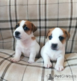 Foto №1. jack russell terrier - zum Verkauf in der Stadt Omsk | 278€ | Ankündigung № 19354