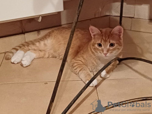 Foto №2 zu Ankündigung № 114818 zu verkaufen  - einkaufen Russische Föderation quotient 	ankündigung