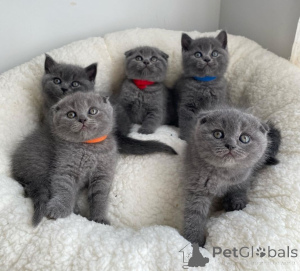 Foto №2 zu Ankündigung № 173031 zu verkaufen schottische faltohrkatze - einkaufen Italien 