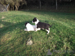 Foto №2 zu Ankündigung № 132170 zu verkaufen  - einkaufen Schweiz 