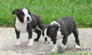 Foto №4. Ich werde verkaufen boston terrier in der Stadt London. quotient 	ankündigung - preis - 0€