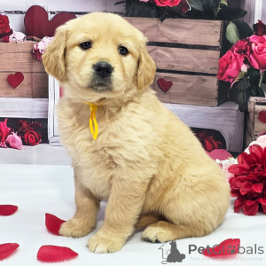 Foto №2 zu Ankündigung № 164477 zu verkaufen golden retriever - einkaufen USA quotient 	ankündigung