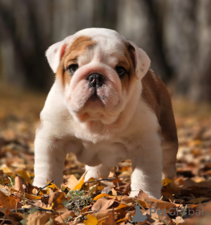 Zusätzliche Fotos: Englischer Bulldogge-Welpe