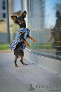 Foto №4. Ich werde verkaufen russkiy toy in der Stadt Haifa. vom kindergarten - preis - 1744€