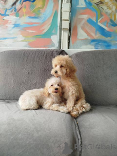 Foto №4. Ich werde verkaufen pudel (zwerg) in der Stadt Kragujevac.  - preis - 400€