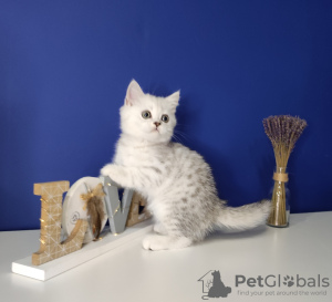Foto №3. Verkauf von reinrassigen Kätzchen aus der Cattery. Russische Föderation