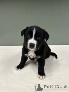 Foto №4. Ich werde verkaufen border collie in der Stadt Warschau.  - preis - verhandelt