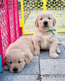 Foto №1. golden retriever - zum Verkauf in der Stadt Vienna | 331€ | Ankündigung № 38281