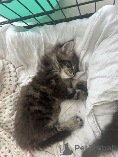 Foto №2 zu Ankündigung № 145307 zu verkaufen maine-coon-katze - einkaufen Deutschland quotient 	ankündigung