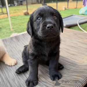 Foto №1. labrador retriever - zum Verkauf in der Stadt München | verhandelt | Ankündigung № 178549